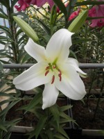 [1732 Hypnose No01.JPG]